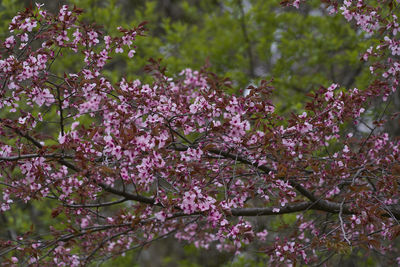 Close-up of pink cherry blossoms in spring