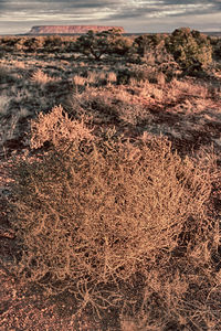 High angle view of dry plants on land