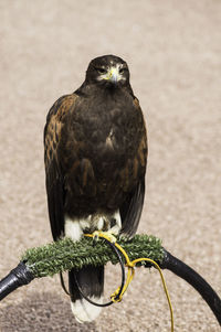 Close-up of bird perching on equipment against wall