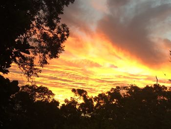 Low angle view of silhouette trees against orange sky