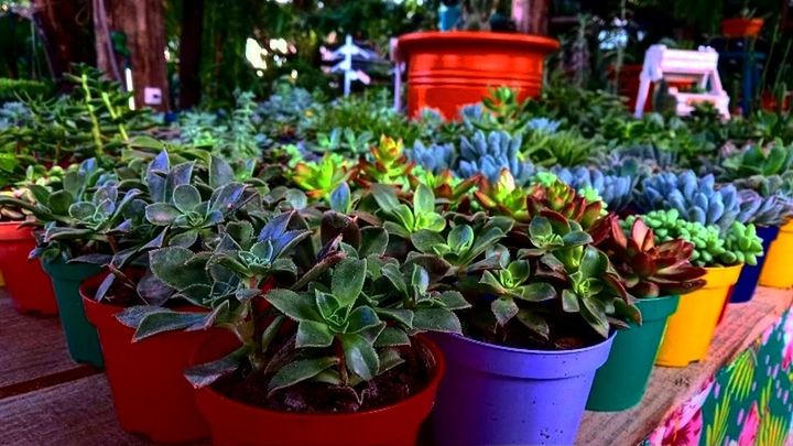 plant, growth, potted plant, flower, nature, beauty in nature, flowerpot, multi colored, no people, green, day, freshness, flowering plant, retail, outdoors, variation, market, leaf, plant part, gardening, botany, business, garden, red, in a row, houseplant