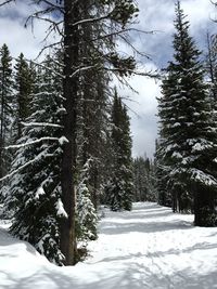 Evergreen trees on snow landscape