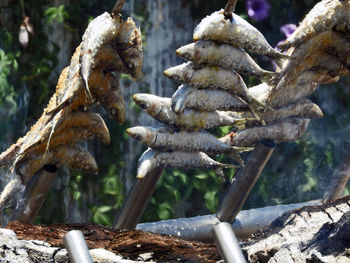 Close-up of mushrooms growing outdoors