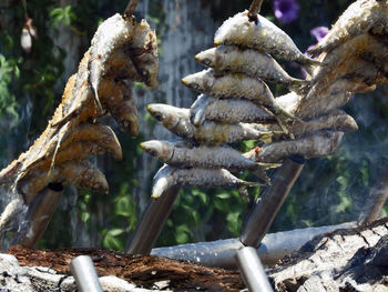 Sardines on skewer