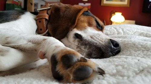 Close-up of dog lying on floor