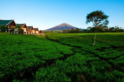 Scenic view of farm against sky