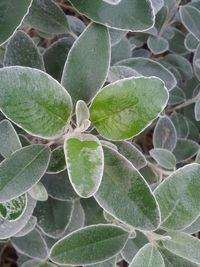 Close-up of green leaves