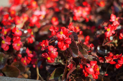 Close-up of red flowering plants