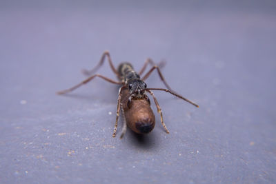 Close-up of ant