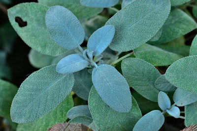 Full frame shot of green plant