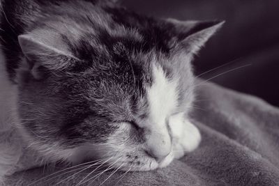 Close-up of cat sleeping