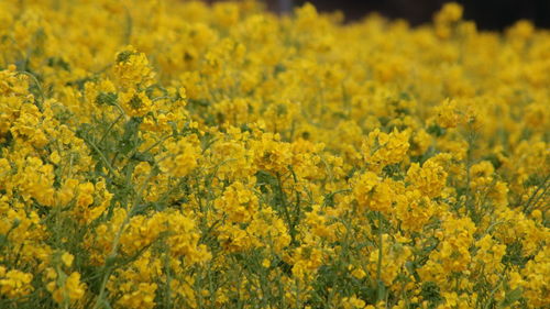 Yellow flowering plants on field