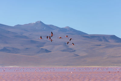 Birds against rocky landscape