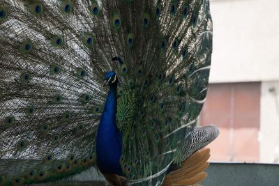 Close-up of peacock feathers