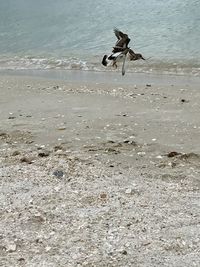 Seagull flying over beach
