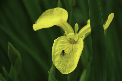 Close-up of insect on yellow flower