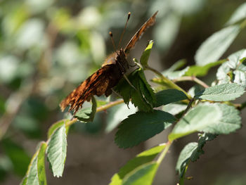 Close-up of butterfly on leaf