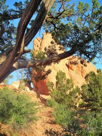 Trees by plants against sky