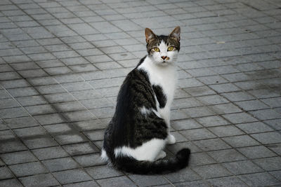 Portrait of cat sitting on footpath