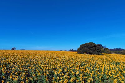 Scenic view of yellow flowers growing on field against clear blue sky