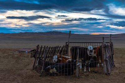 Horse cart on field against sky