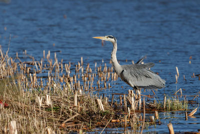 High angle view of gray heron on lake