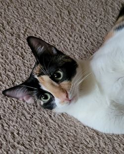 Close-up portrait of cat relaxing on floor