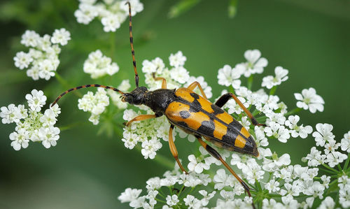 Close-up of butterfly pollinating on flower