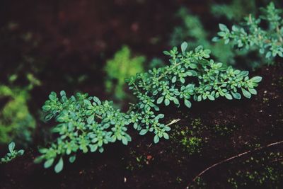 High angle view of plant growing on field