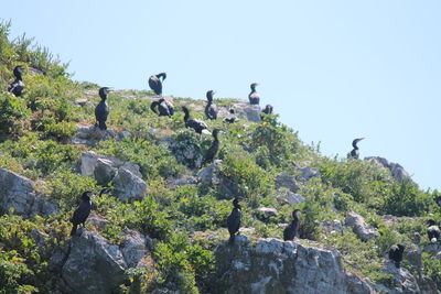 Seagulls perching on rock against clear sky