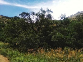Trees growing on field against sky
