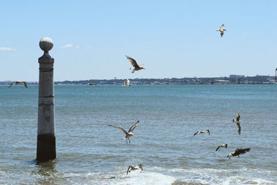 Seagulls flying over sea against clear sky