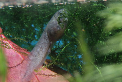 Close-up of lizard on tree