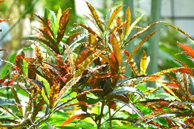 Close-up of fresh green plant