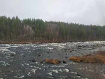 Scenic view of river amidst trees against sky