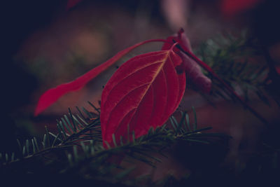 Close-up of red maple leaf