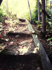 Trees in forest