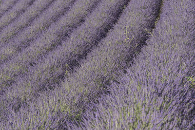 Full frame shot of lavender growing on field