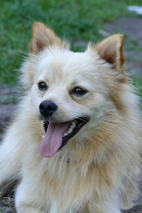 Close-up portrait of dog sticking out tongue outdoors