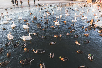 High angle view of swans swimming in lake