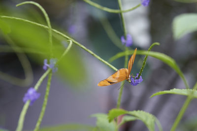 Close-up of butterfly pollinating on purple flower