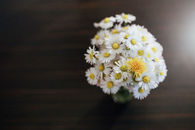 Close-up of white daisy flowers on table