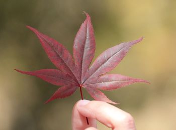 Cropped hand holding red leaf in sunny day