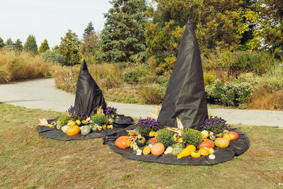 Halloween two big witch hats with pumpkins and flowers, copy space