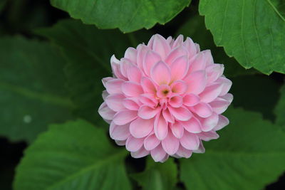 Close-up of pink flower