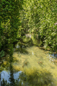 Scenic view of waterfall in forest