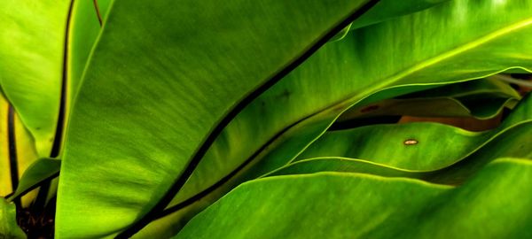 Close-up of green leaves