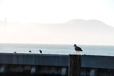 Bird perching on wooden post against sea