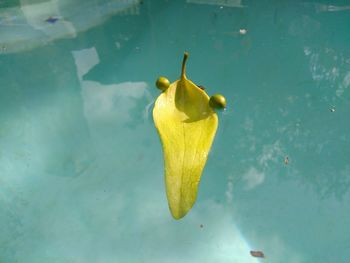 High angle view of yellow leaf in water