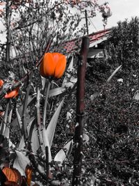 Close-up of orange flower tree during winter